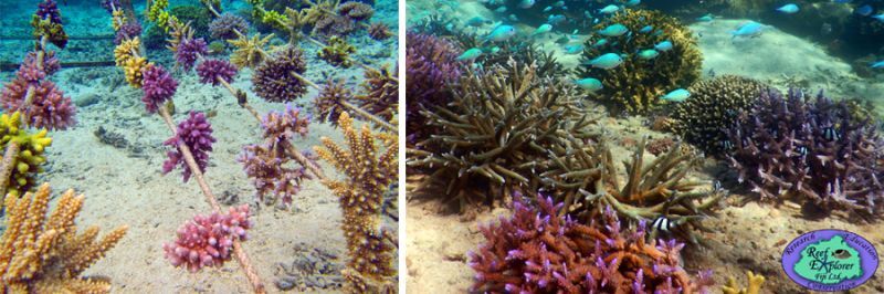 珊瑚の再生活動